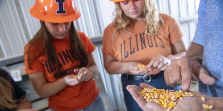 Students examining feed kernels.